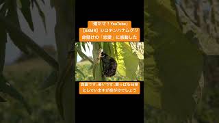 【ASMR】シロテンハナムグリの命懸けの「恋愛」に感動した #虫の音 #bug #asmr #insects #nature #sdgs #mating#交尾の音