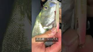 マニックでシーバス#shorts #奥浜名湖 #浜名湖