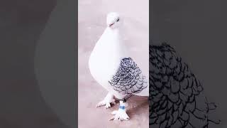 Beautiful sentient pigeon #fancypigeon #kabutar #kabootar #pigeon #viral #shorts