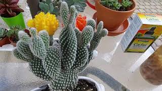 仙人类植物是否该施肥，怎么施？Should cactus plants be fertilized and how?