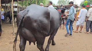 बिहार का रोहतास जिला के काराकाट पशु मंडी में भैंस सस्ती दाम में मिल रही है | Buffalo Mandi in Bihar