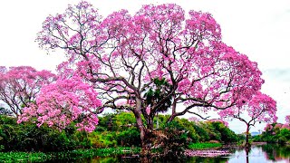 TOP 15 STUNNING and BEAUTIFUL Trees