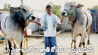 60 సైజు ఒంగోలు జాతి కోడెలు అమ్మబడును-bulls for sale in telangana-ox prices-ongole cattle prices-oxen