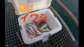 【イワシ】豊浜釣り桟橋に行ってきたよー【サビキ】