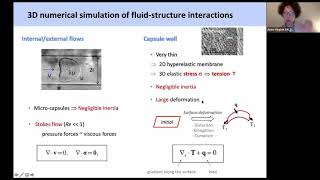 Fluid structure interactions of a microcapsule in flow: when numerical modeling meet experiments