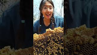 ‼️🍯ช่วงเวลาที่รอคอยสำหรับคนเลี้ยงผึ้ง🐝⁉️ #bees #honeybee #bee #honey #beekeeping #shortvideo