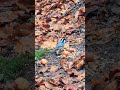 ist das am anfang ein vogel der noch nie da war waldschlucht am stürmisch regnerischen 27.jan. 25