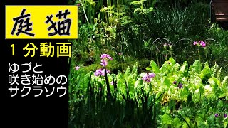 【庭猫】１分動画・ゆづと咲き始めのサクラソウ