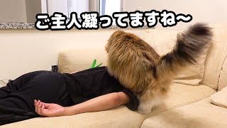 猫のマッサージ屋さん