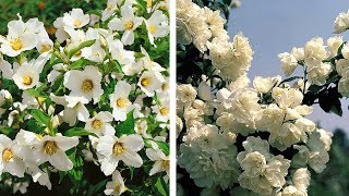 How to Plant Mock Orange (Philadelphus): Summer Garden Guide