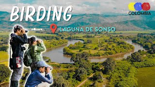 Birding in Sonso lagoon and Gota de Leche - Colombia Birdwatching