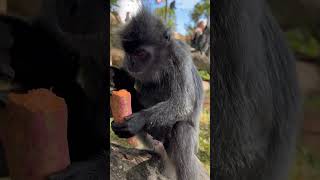 雪兰莪皇家山银叶猴吃红薯 Silvered Langur Monkey eating