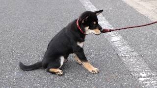 黒柴 大福まめの初めてのお散歩