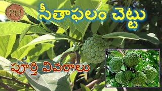 Custard Apple tree (సీతాఫలం/sitaphalam) full information (Plant info. # 7)