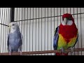 rosella parrot is a full time whisting 🦜 beautiful parrot rosella and his best friend budgerigar