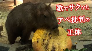 歌で知る　右や左、保守などの思想のこと　with　カピバラさん