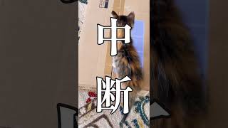 殺風景な寝室を寝室兼猫おるすばん部屋へ　#shorts