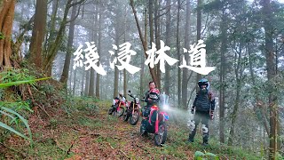 CRF150 NO.947越野紀錄~~線浸林道|馬路麻