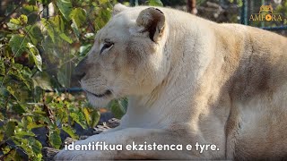 Tigra dhe luanë, trendi i bosëve të krimit shqiptar po infekton Ballkanin