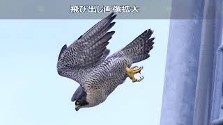 オオハヤブサの飛び出し