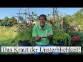 Das Kraut der Unsterblichkeit - JIAOGULAN 🤩 Eine unbekannte Heilpflanze. Gemüseraritäten Teil 3