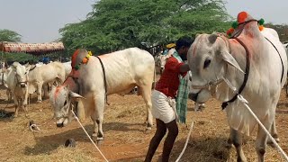 Pebbair bulls market | oxen market in pebbair Wanaparthy district telangana | Ongole Bulls video's