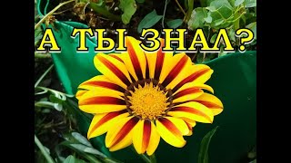 ГАЦАНИЯ  - чудо цветок, СЕЕМ СЕЙЧАС!🌻🌻🌻