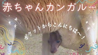 ポケットから顔を出すカンガルーの赤ちゃん【東山動物園】