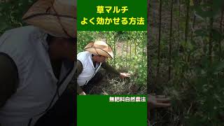 草マルチ よく効かせる方法　#shorts #草マルチ #自然農法