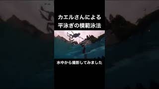 カエルさんによる平泳ぎの模範泳法／水中から撮影してみました