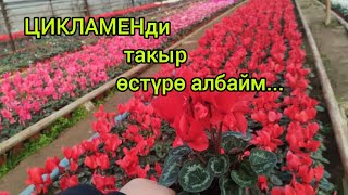 Цикламен өлүп калат....#Цикламен #Бишкекгүлдөр #комнатныерастения