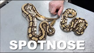 "Featured Morph" Spotnose Ball Python
