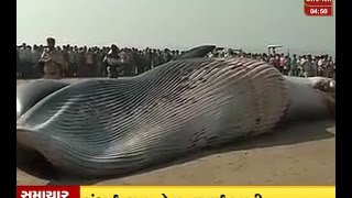 Whale Fish At Mumbai Juhoo beach