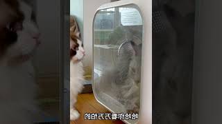 第一次洗澡的缅因猫，有多凶？ #018