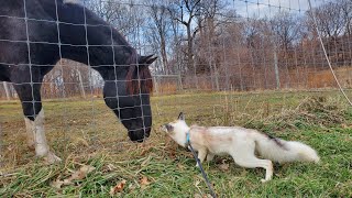 Jagger Fox takes a tour of SAVEAFOX on a leash!