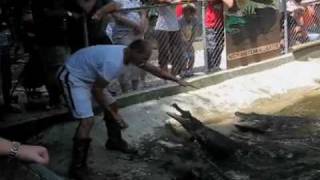 Untamed and Uncut - Gator Attacks Handler