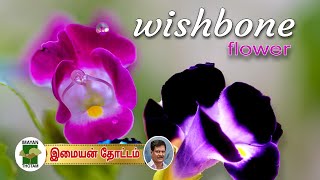 விஷ்போன் பூக்கள் || wishbone