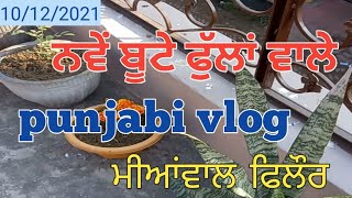 ਫੁੱਲਾਂ ਵਾਲੇ ਨਵੇ ਬੂਟੇ ਲਾ ਦਿੱਤੇ ਗਮਲਿਆਂ ਵਿਚ।  today's vlog.