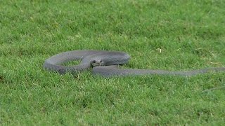 Intense standoff with a snake at Zurich Classic of New Orleans