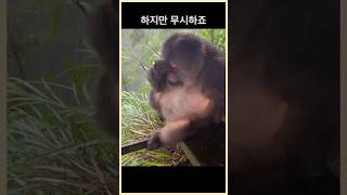 취향이 확실한 뚱숭이가 있습니다. A monkey with certain tastes #shorts