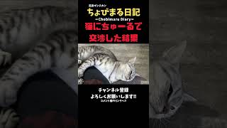 【交渉術】猫に外出がバレた時はこう言えば良い‼︎#shorts