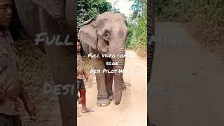 Elephant sa Dosti | #shorts #short #shortvideo #bekarsomoy