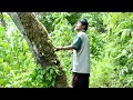 ifugao farmer walks through his muyong