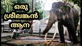 ഒരു ശ്രീലങ്കൻ ആന, SREELANKAN ELEPHANT STORY, ELEPHANT STORY, FESTIVAL KERALA, ELEPHANT