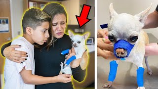 We RUSHED Our DOG To The HOSPITAL Again.. (PRAY FOR PRINCESA) 💔 | The Royalty Family