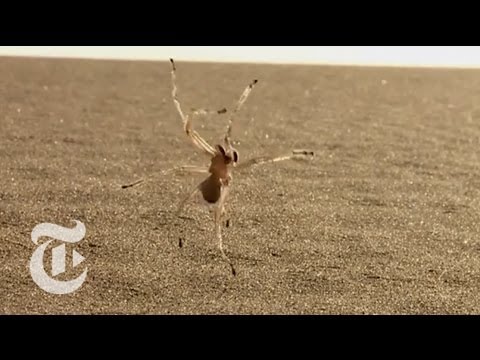 Are Golden Wheel spiders venomous?
