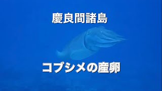 コブシメ産卵・ディーズパルス沖縄