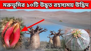 মরুভূমির ১০ টি উদ্ভূত রহস্যময় উদ্ভিদ! Strange Desert plant। অদ্ভুত  মরু-উদ্ভিদ।অদ্ভুত ক্যাকটাস।