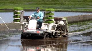 平成25年 岩船産コシヒカリ 田植え 2013.5.17