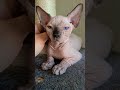 Sphynx Kitten Cuddle With Dad